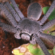 Illustration for article titled Benevolent Australian children invite giant spider to breakfastem/em